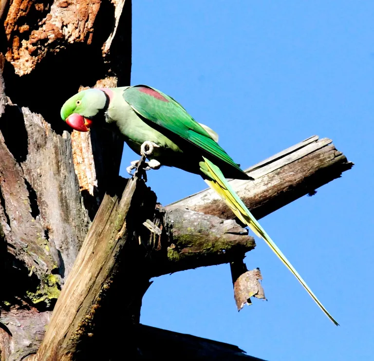 Parrot