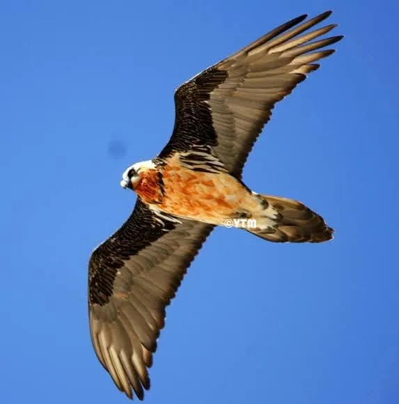 Vulture flying