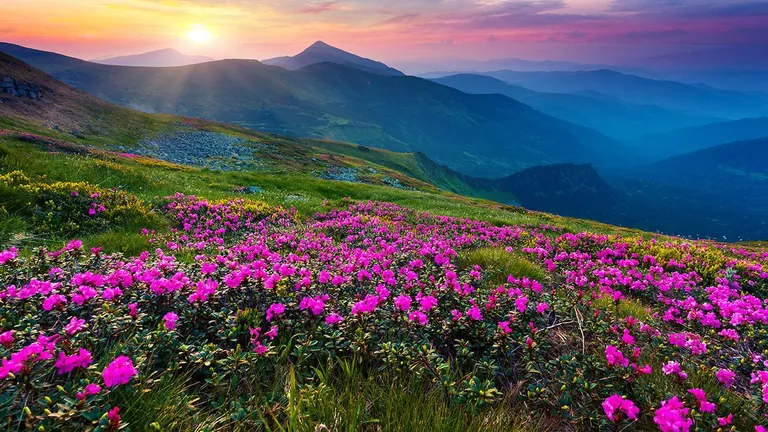 Rhododendrons of Milke Danda