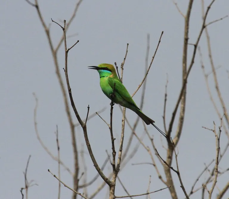 Asian green bee-eater (Merops orientalis) perched on a bare twig, photographed by Vimal Kumar Thapa