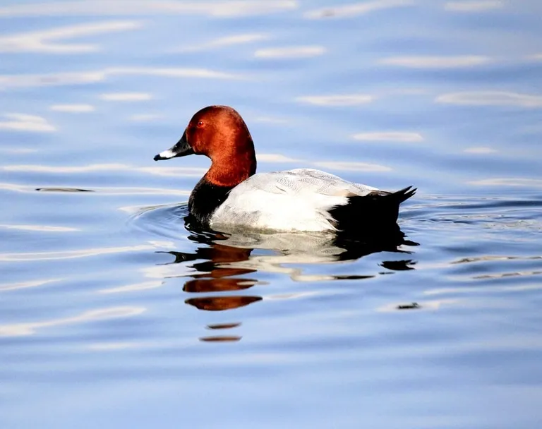 Male common pochard (Aythya ferina) on open water at Taudaha, photographed by Vimal Kumar Thapa