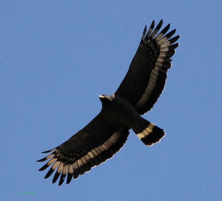 Crested serpent eagle (Spilornis cheela) soaring with banded underwings, photographed by Vimal Kumar Thapa