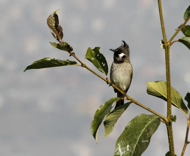 Himalayan bulbul (Pycnonotus leucogenys) on a leafy branch, photographed by Vimal Kumar Thapa
