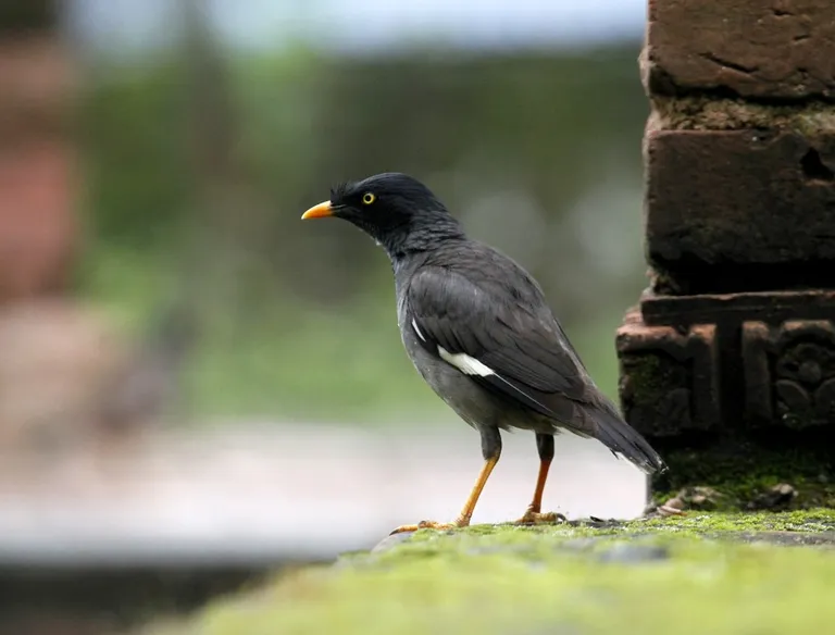 Jungle myna (Acridotheres fuscus) standing on carved temple brickwork, photographed by Vimal Kumar Thapa