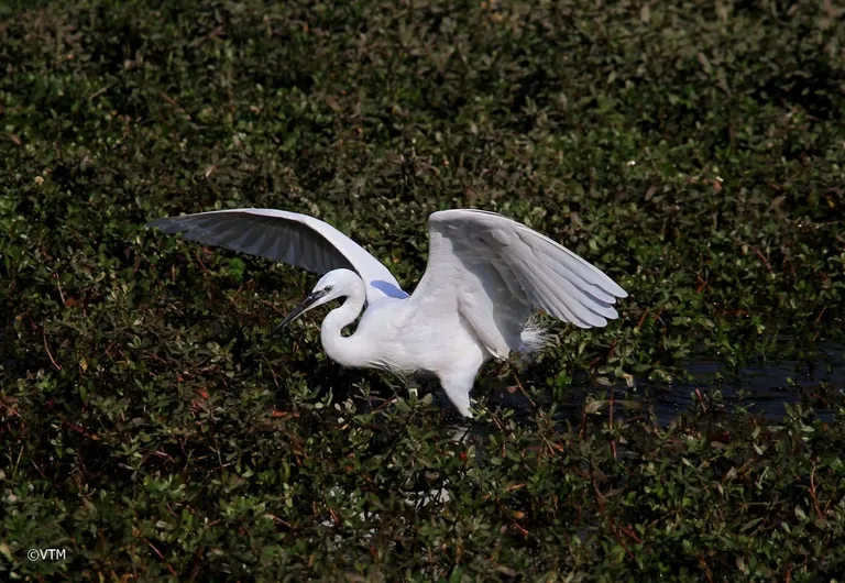 Little egret (Egretta garzetta) landing with wings raised over a marsh, photographed by Vimal Kumar Thapa