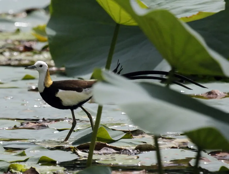 Pheasant-tailed jacana (Hydrophasianus chirurgus) stepping between floating lotus leaves, photographed by Vimal Kumar Thapa