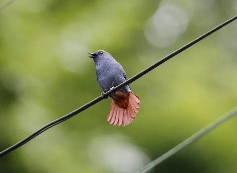 Male plumbeous water redstart (Phoenicurus fuliginosus) fanning its rufous tail, photographed by Vimal Kumar Thapa