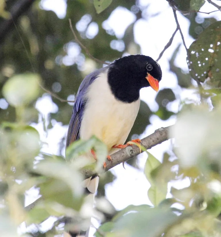 Red-billed blue magpie (Urocissa erythroryncha) perched in mid-hill forest, photographed by Vimal Kumar Thapa