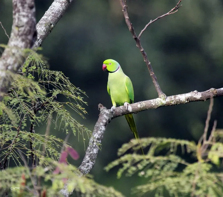 Male rose-ringed parakeet (Psittacula krameri) on a bare branch, photographed by Vimal Kumar Thapa