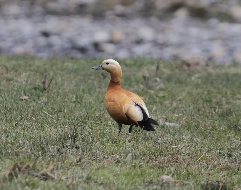 Ruddy shelduck (Tadorna ferruginea) on a grassy riverbank, photographed by Vimal Kumar Thapa