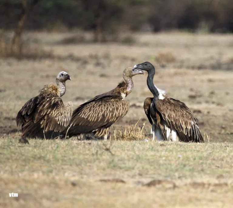 Three vultures gathered on open ground at Koshi Tappu Wildlife Reserve, photographed by Vimal Kumar Thapa