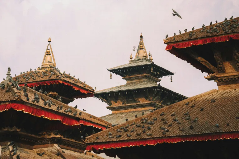 Urban Birds of Kathmandu Valley